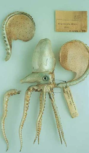 Model o'r Gragen Bedr Bapur wedi torri.