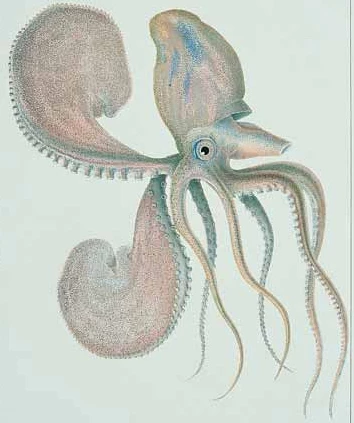 Llun ffynhonnell o'r model o Gragen Bedr Bapur (Argonata argo).