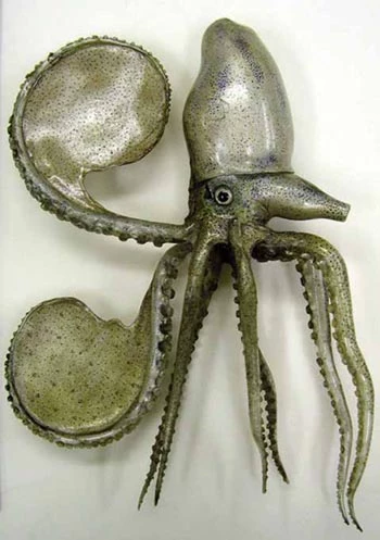 Y model o Gragen Bedr Bapur ar ôl y gwaith cadwraeth.