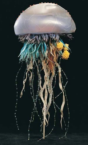 Swigen Fôr Portwgeaidd - Physalia arethusa.