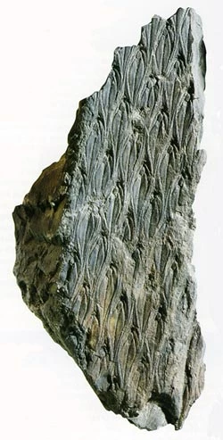  Ffosil Lepidodentron aculaetum