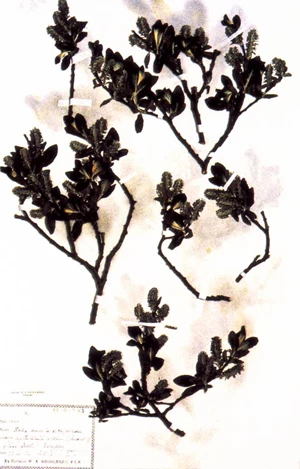 Enghraifft o afliwio a achoswyd gan blaleiddiaid.