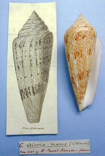 Conus gloriamaris.