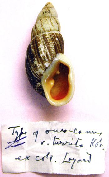 Placostylus from Layard.