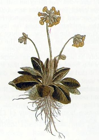 Llun o Friallen Fair sawrus o De Historia Stirpium gan Fuchs