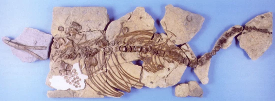 Yr ichthyosor ar ôl gwneud gwaith cadwraeth arno