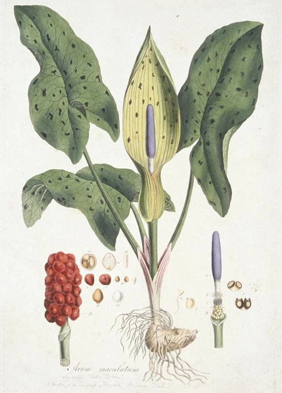 Arum maculatum