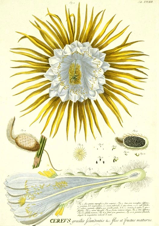 Night Blowing Cactus 