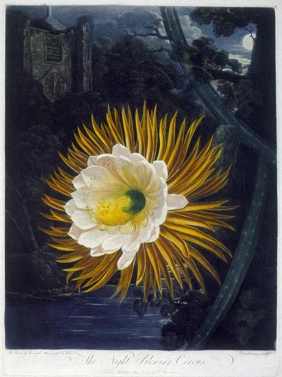 Night Blowing Cactus