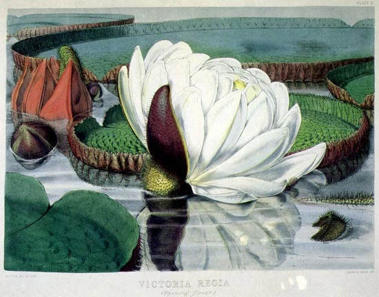 Victoria regia
