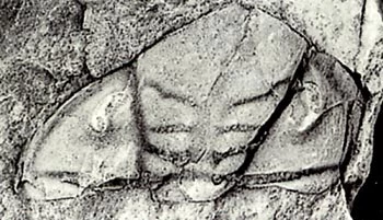 Tarian pen Ormathops