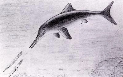 Ailgread o bysgfadfall yn hela'i brae, tebyg i fôr-lawes