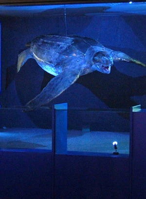 Môr-grwban lledrgefn