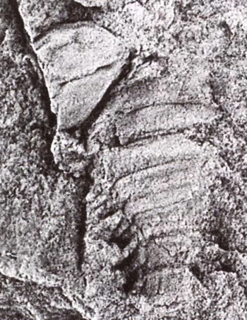 Mae'r sbesimen bach o ardal Woolhope