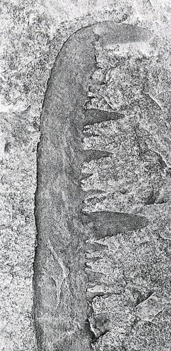 Yr ewrypterid o Fforest Clud (x1.5)