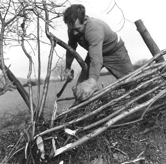 Llun o frigau wedi'u plygu. Pan fyddant wedi eu torri yn iawn, fe fyddant yn parhau i dyfu.