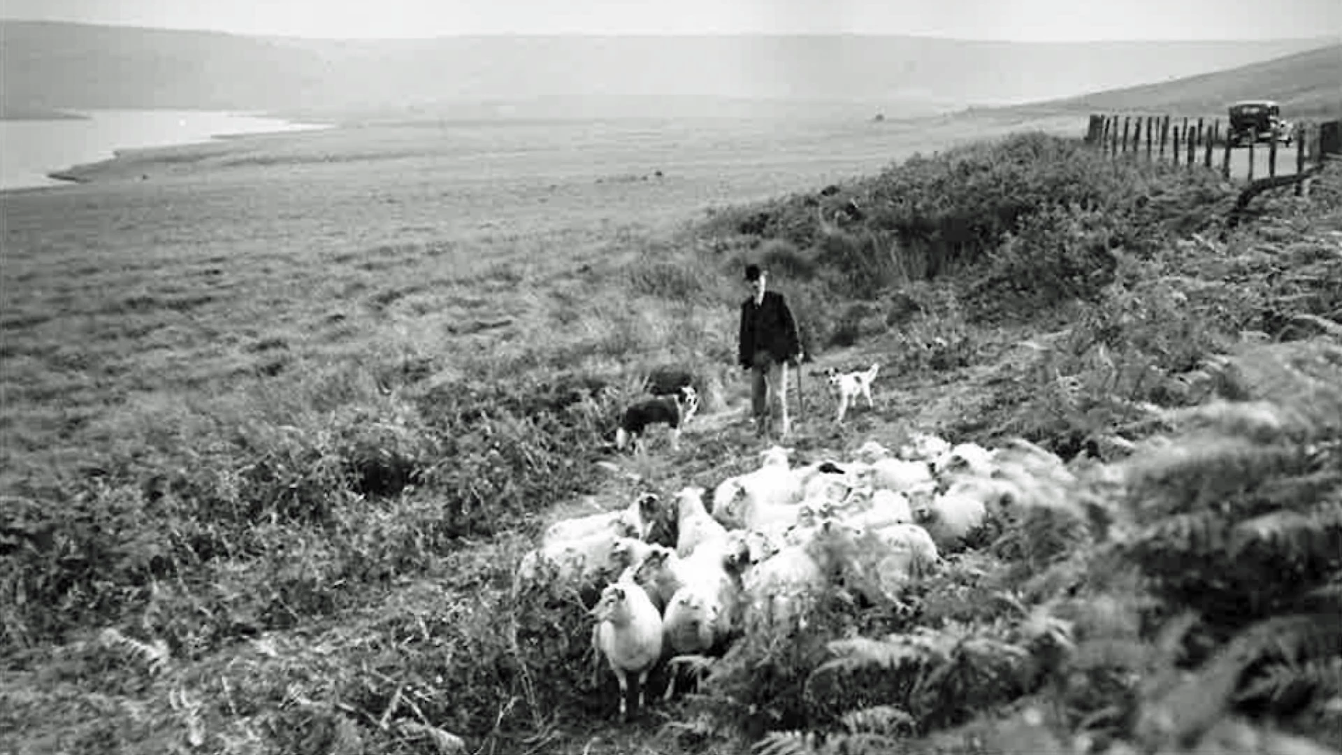 Bugail wrth ei waith yng Nghwm Elan, Sir Faesyfed, 1937.