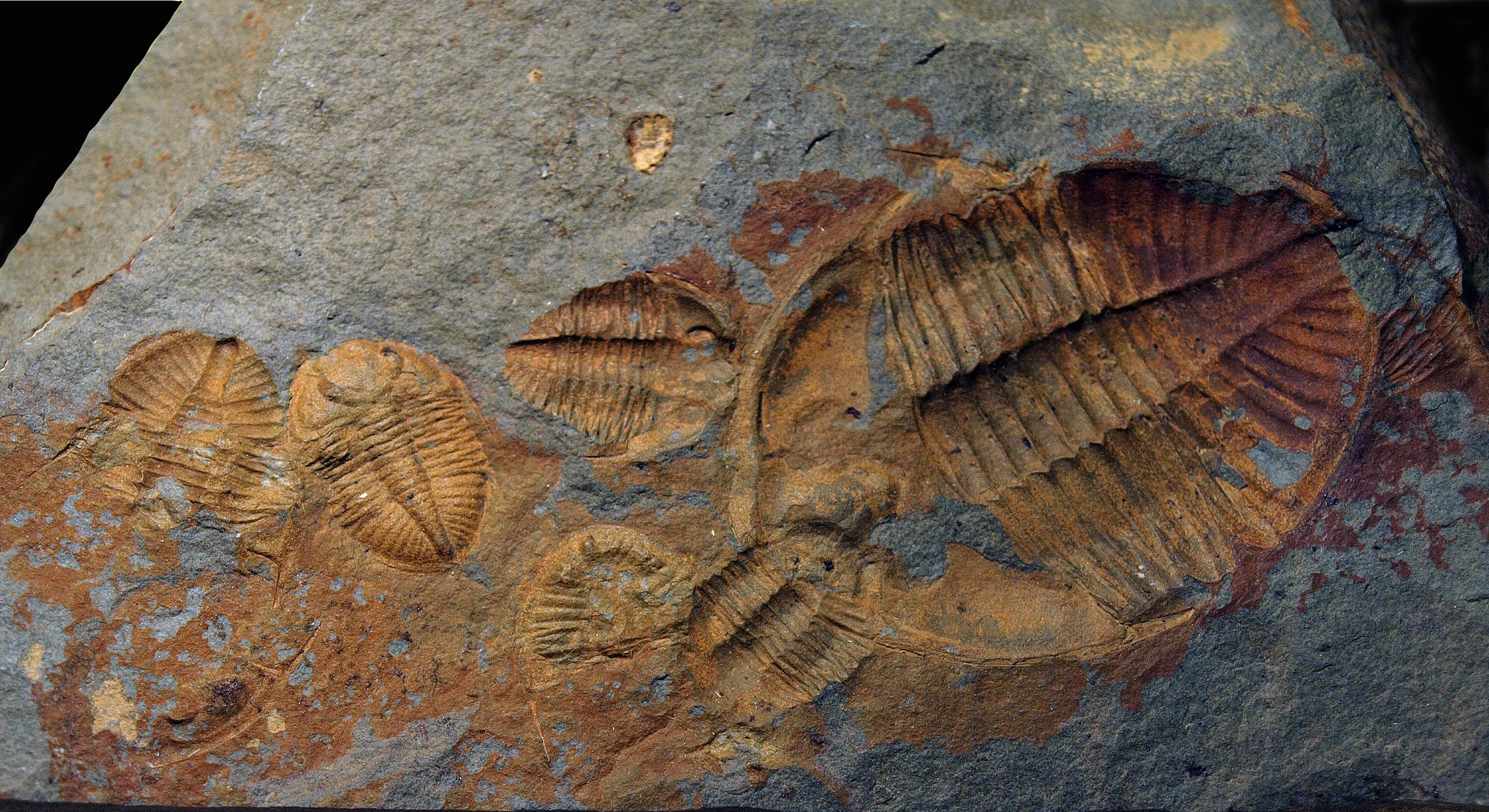 Trilobitau Ordoficaidd <em>Ogygiocarella</em> o Lanelwedd