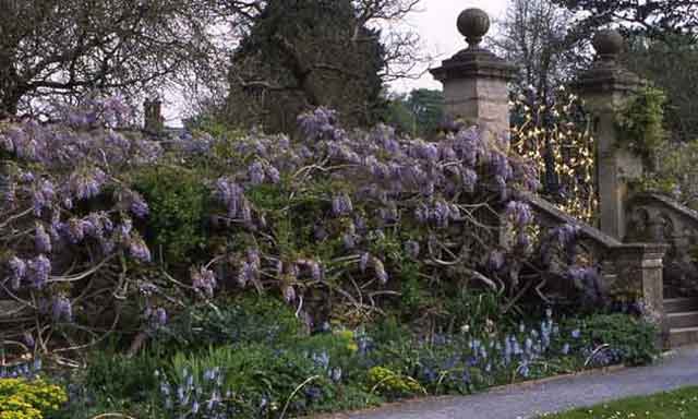 Wisteria