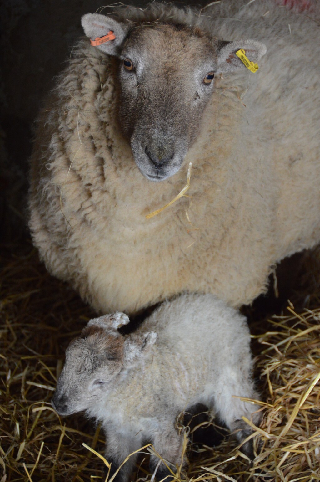 Image: Ewe and lamb