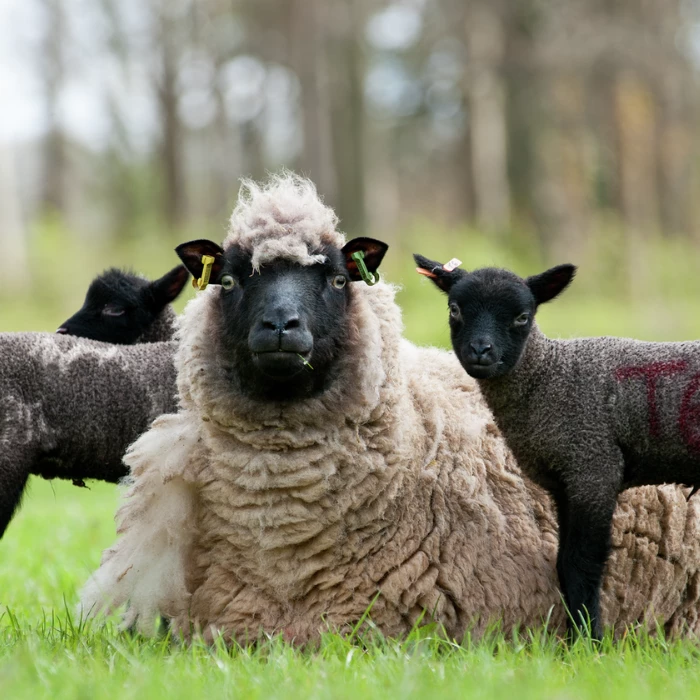 Llun o ddafad dau oen du