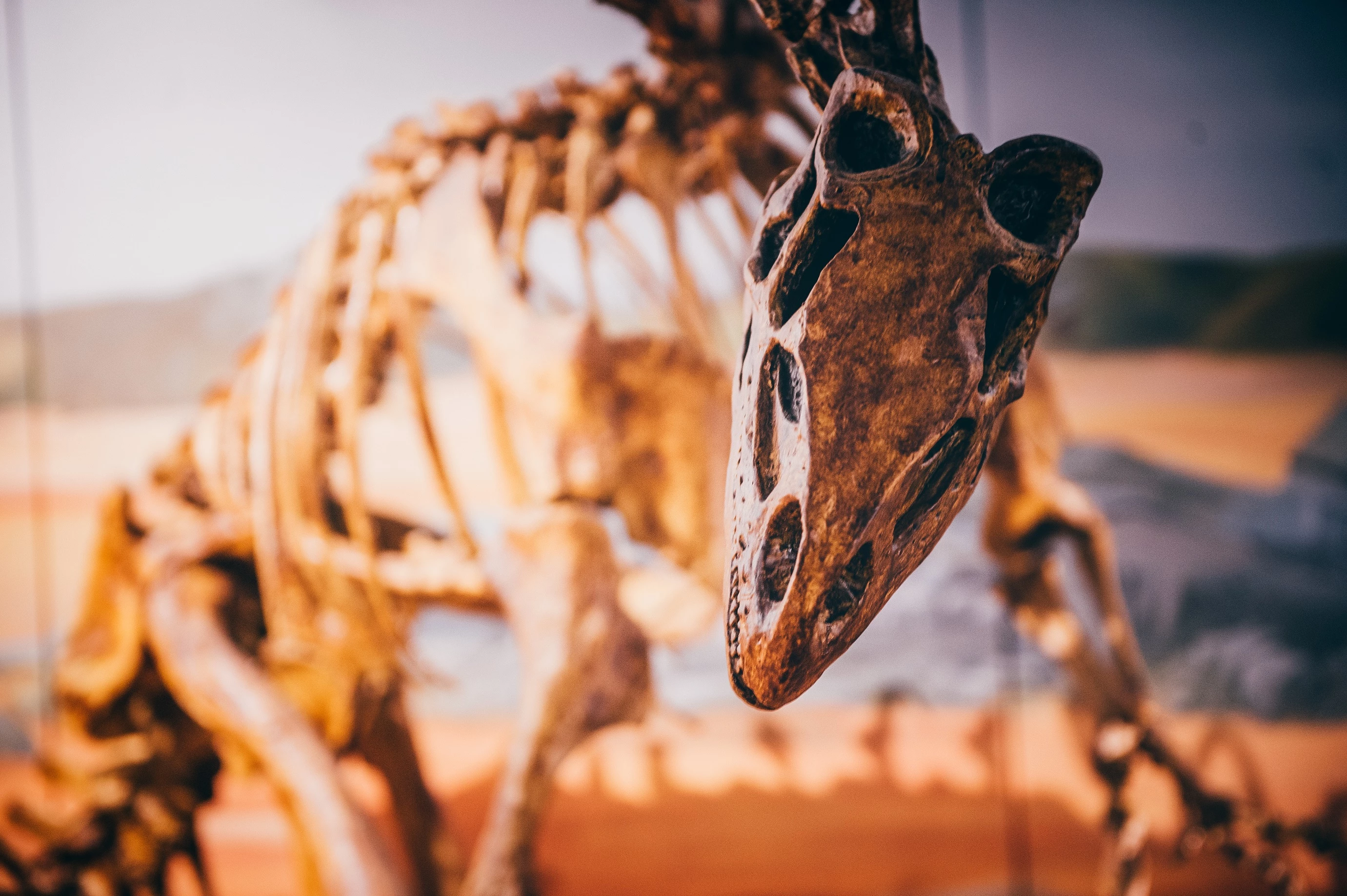 Llun agos o arddangosfa deinosor