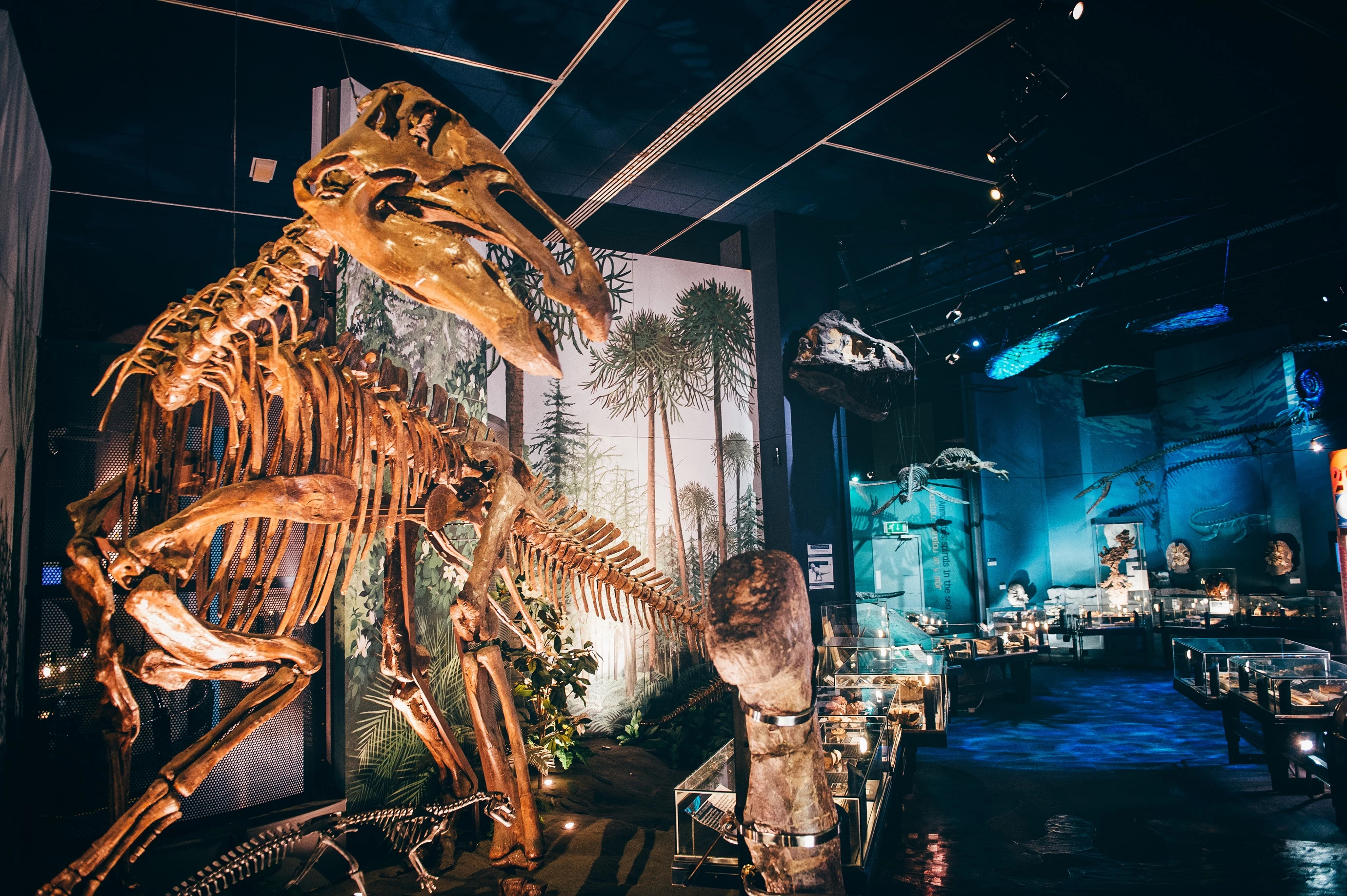 Llun o oriel Esblygiad Cymru