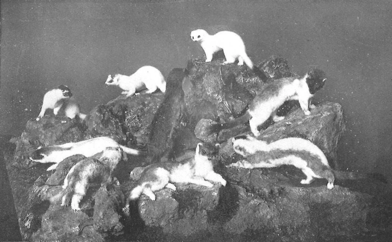 Ffotograff o wyth carlwm tacsidermi gyda chotiau tymhorol amrywiol, o wyn llachar i liw tywyll, ac yn sefyll ar fodel o greigiau