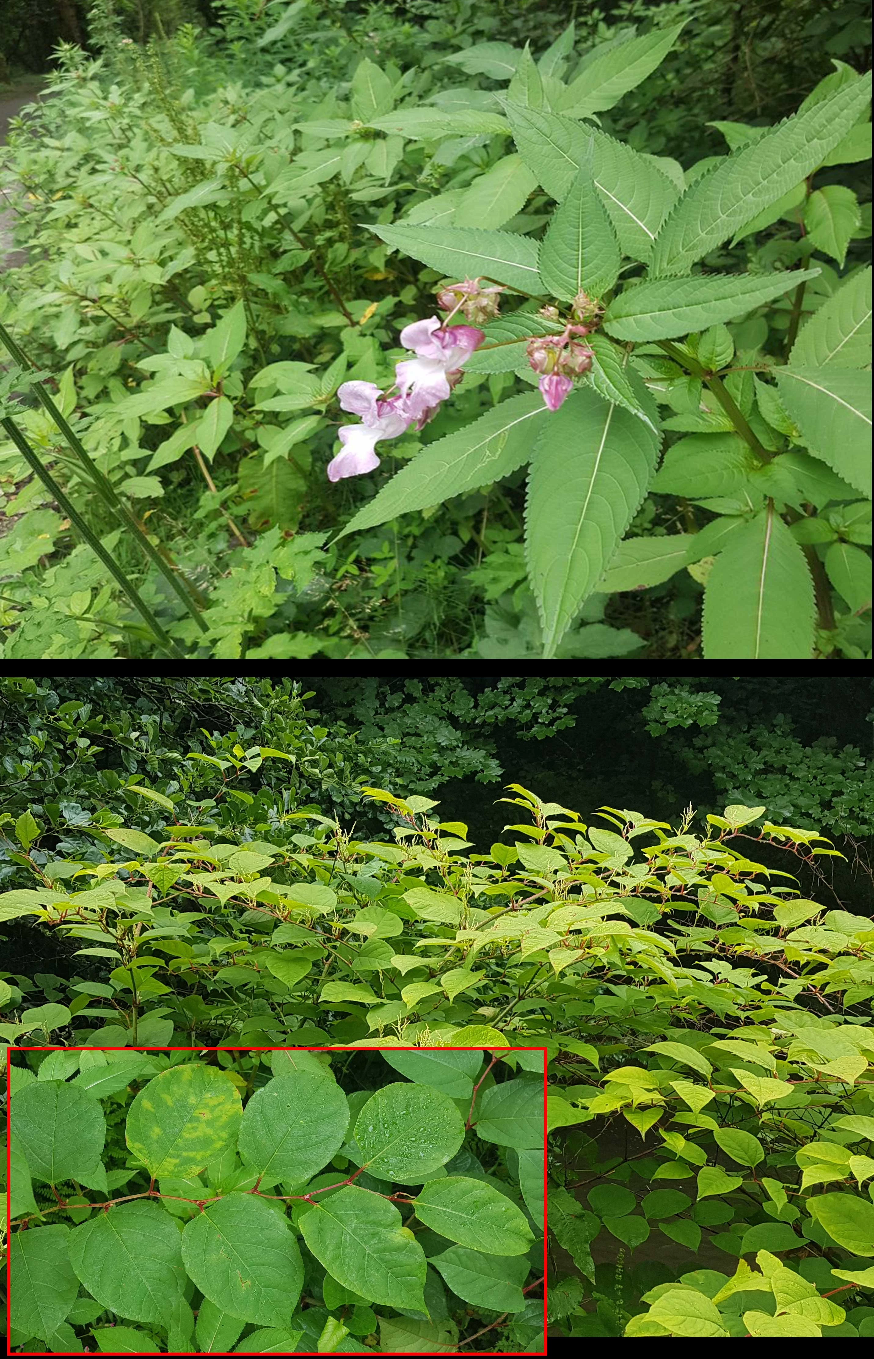 Jac y Neidiwr a Clymog Japan