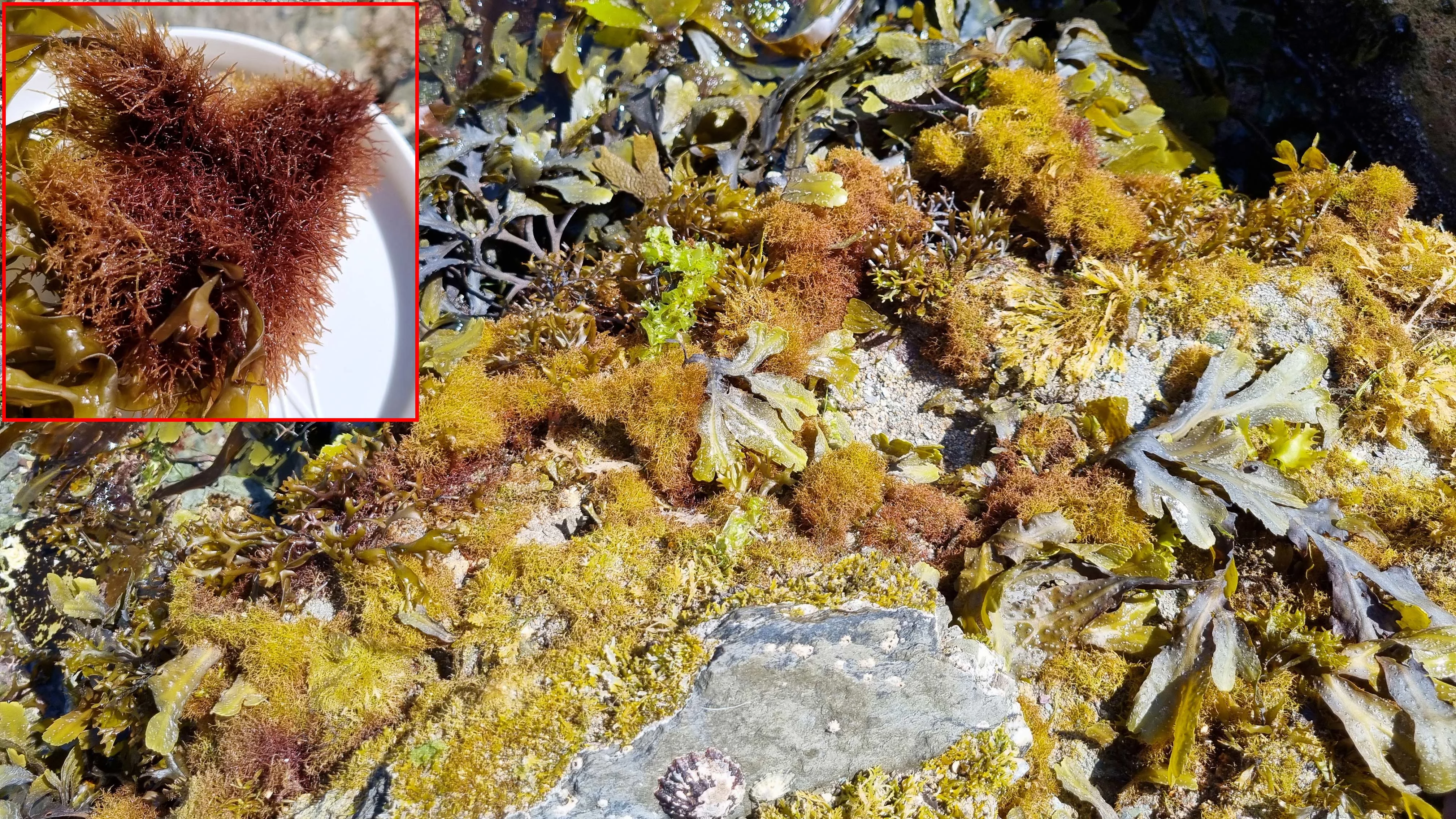 Gwymon Pompom (Caulacanthus okamurae)