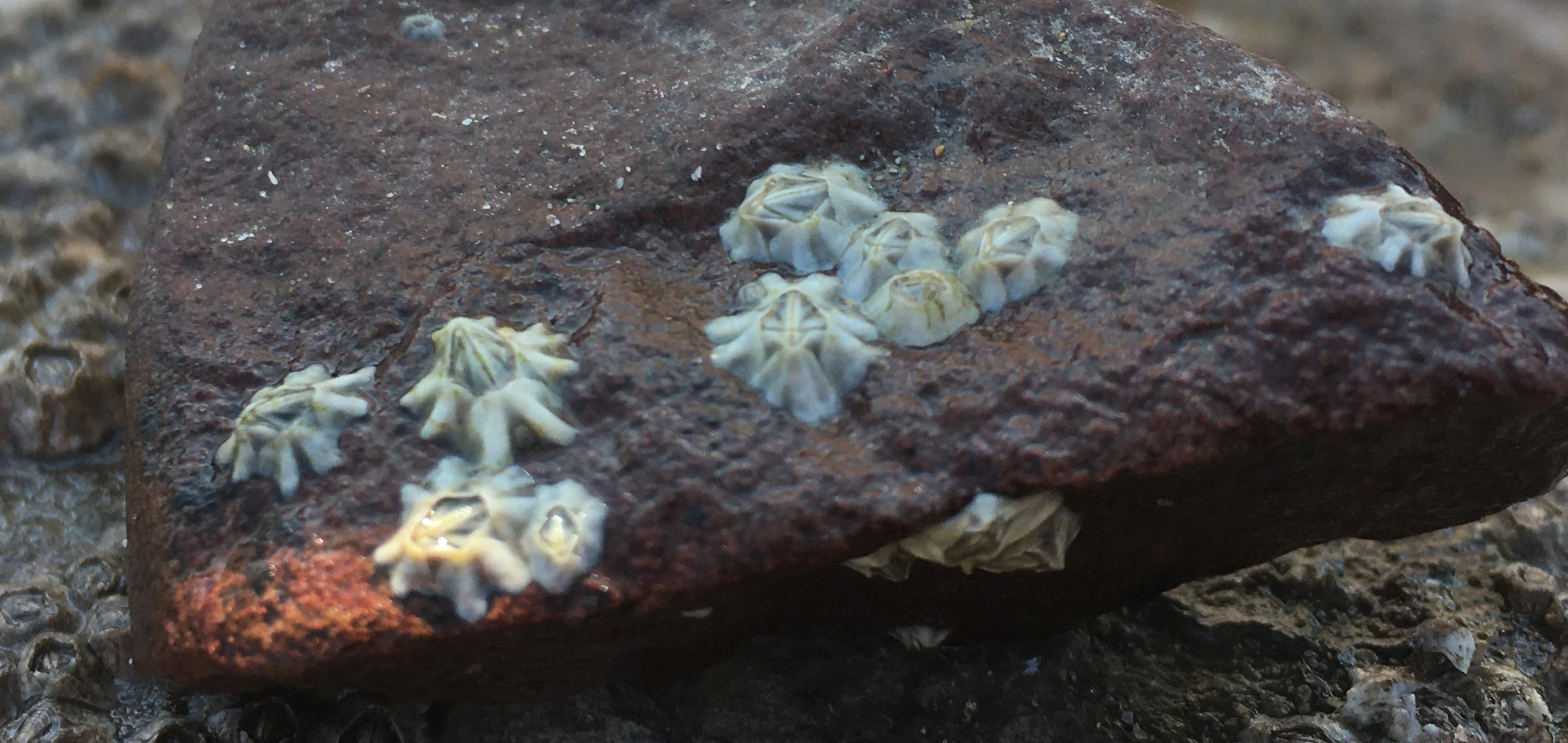 Teithiodd Gwyran Darwin (Austrominius modestus) 