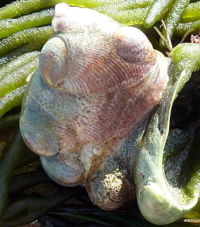 Ewinedd Moch (Crepidula fornicata)