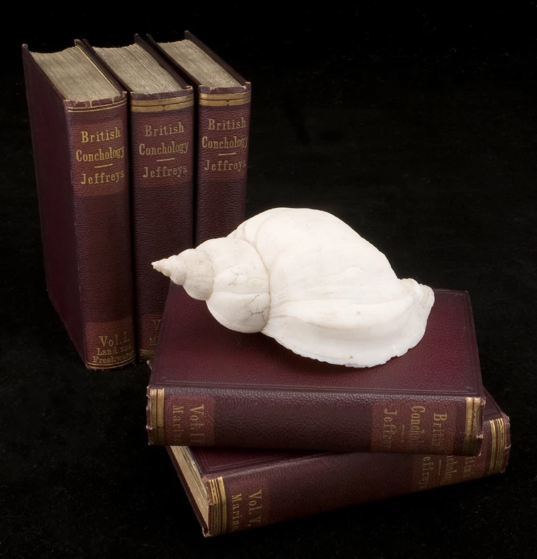 Pum llyfr wedi eu rhwymo mewn lledr coch; mae dau mewn pentwr gyda chragen wen wedi'i gosod ar ei ben.