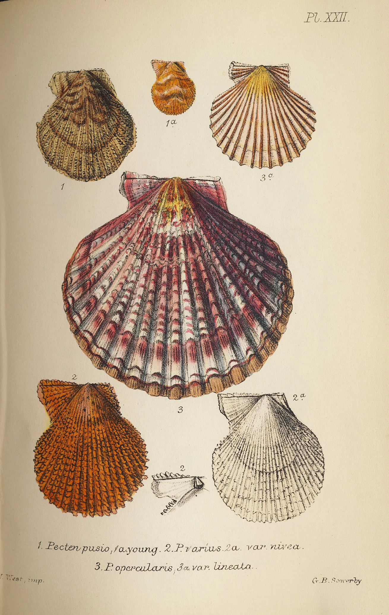 Tudalen o lyfr gwyddonol Fictoraidd gyda chwe llun o gregyn bylchog.