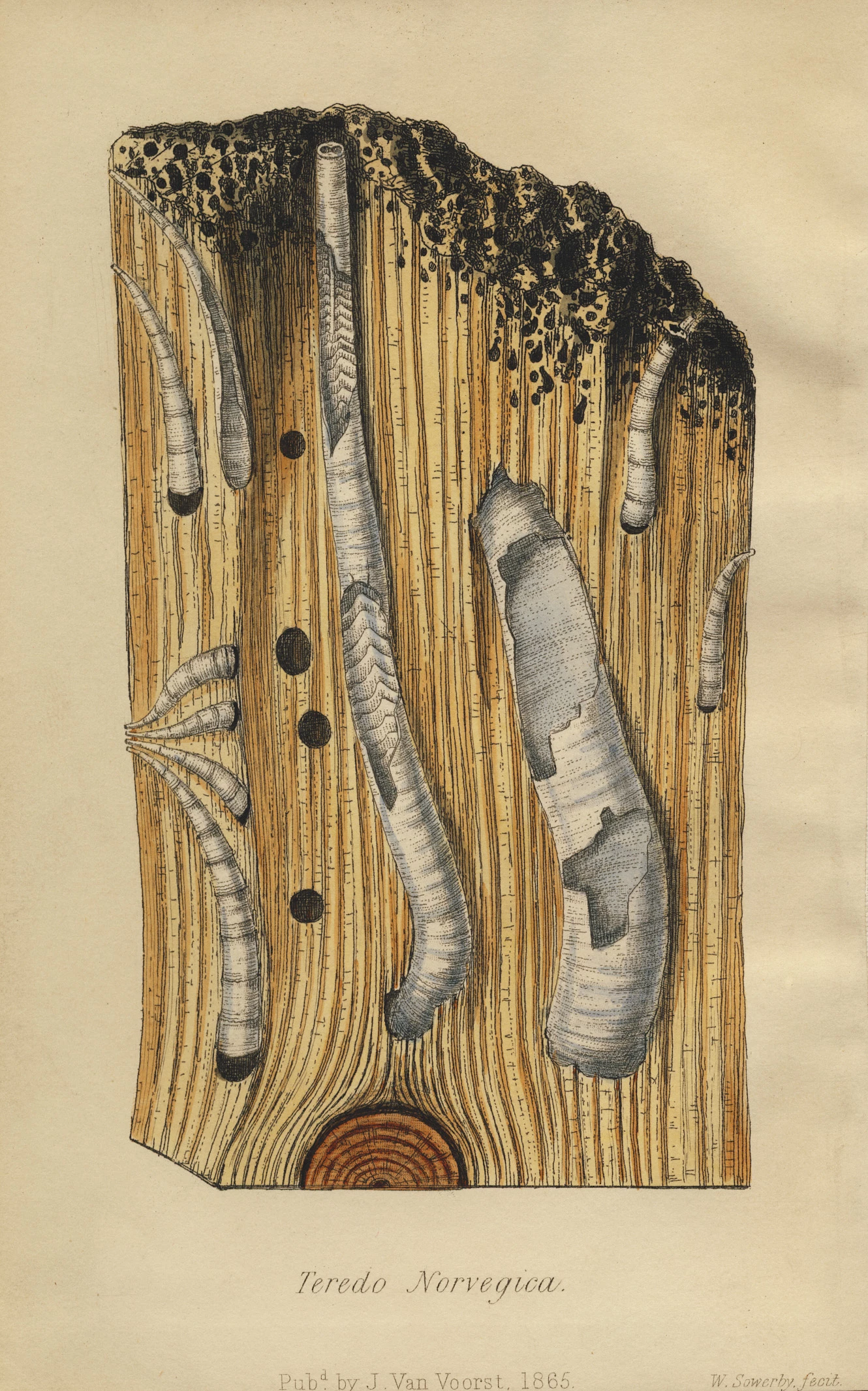 Darlun o lyfr gwyddonol Fictoraidd.