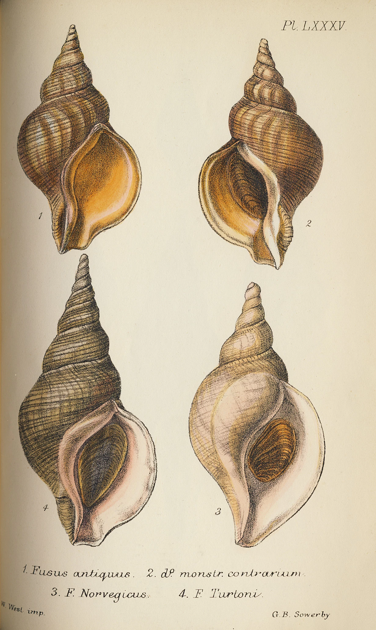 Tudalen o lyfr gwyddonol Fictoraidd gyda phedwar llun o gregyn.