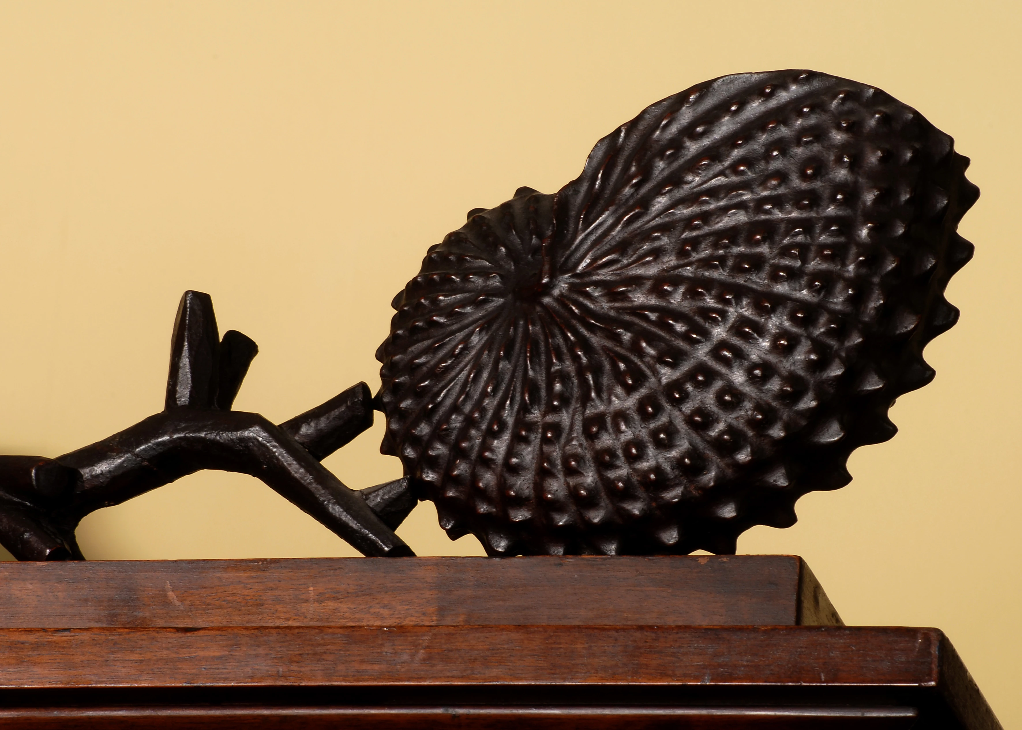 Cerfiad mahogani o gragen.