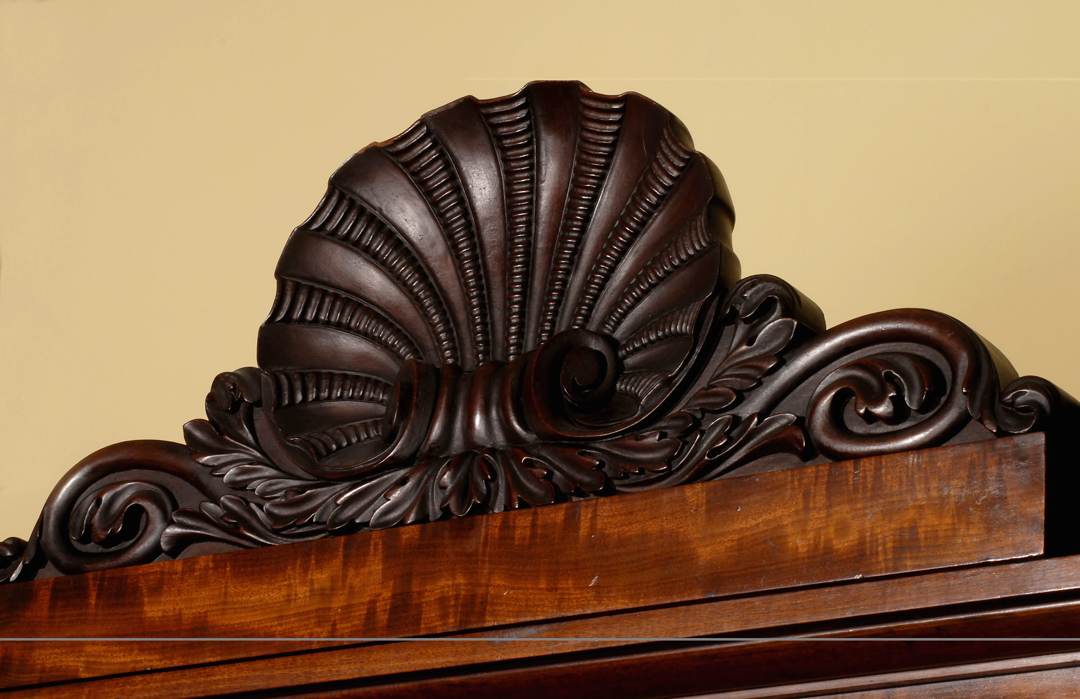 Cerfiad mahogani o gregyn bylchog.