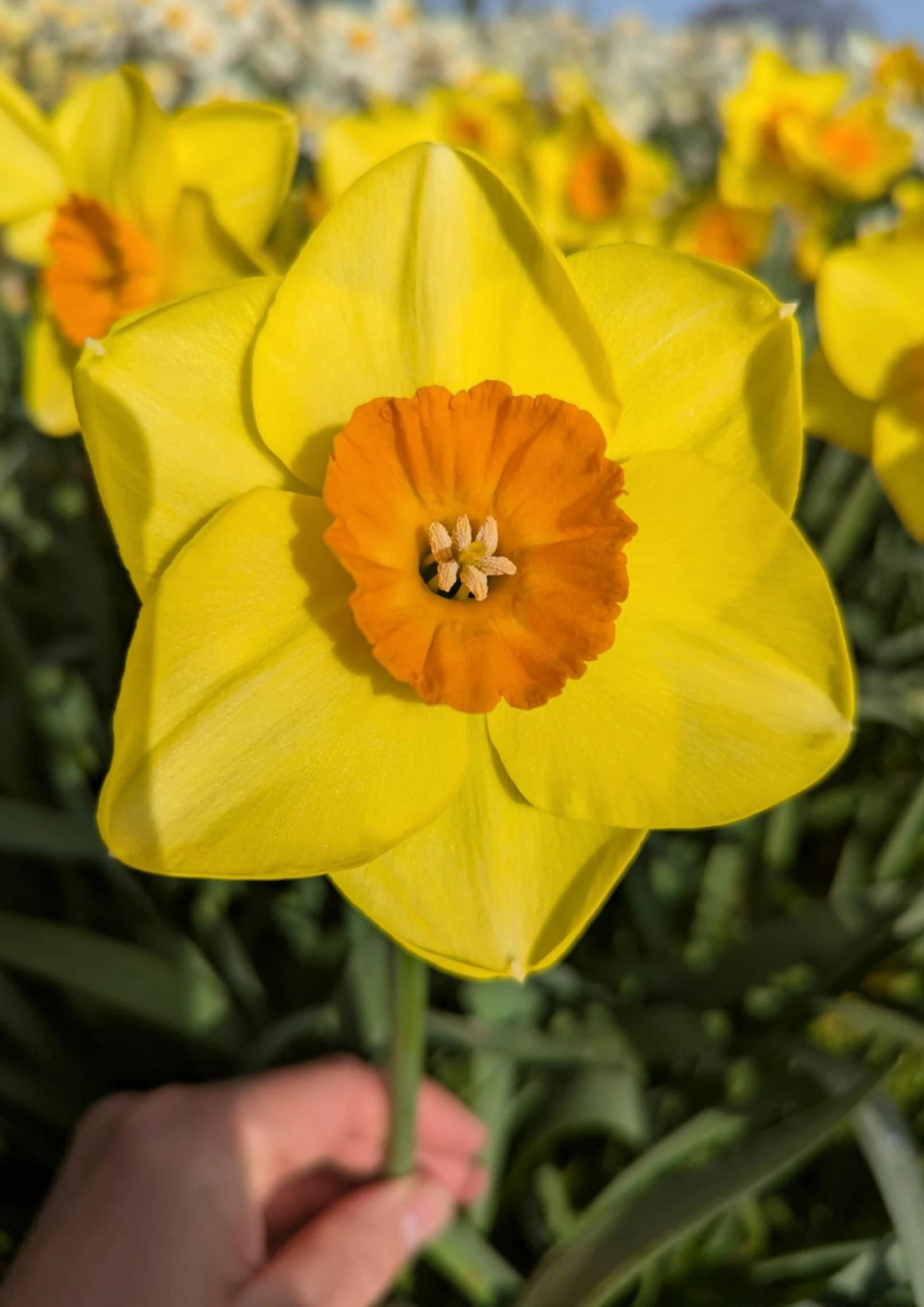 Mae daffodil melyn llachar gyda canol oren yn llenwi'r llun, mae llaw person yn dal coes y daffodil ar waelod y llun, ac yn y cefndir mae cae llawn o flodau daffodil
