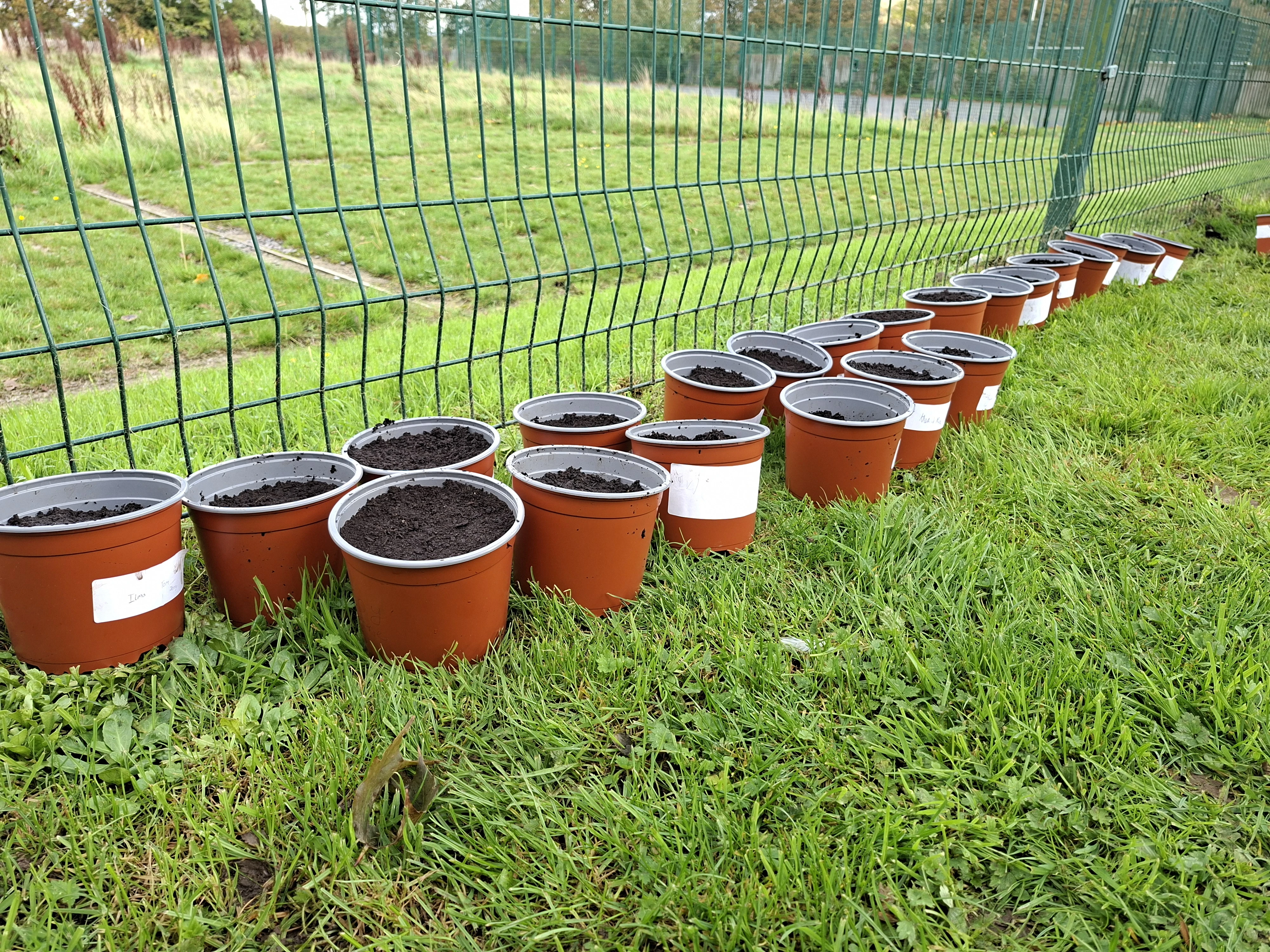 Potiau Planhigion Prosiect Bylbiau'r Gwanwyn mewn rhes