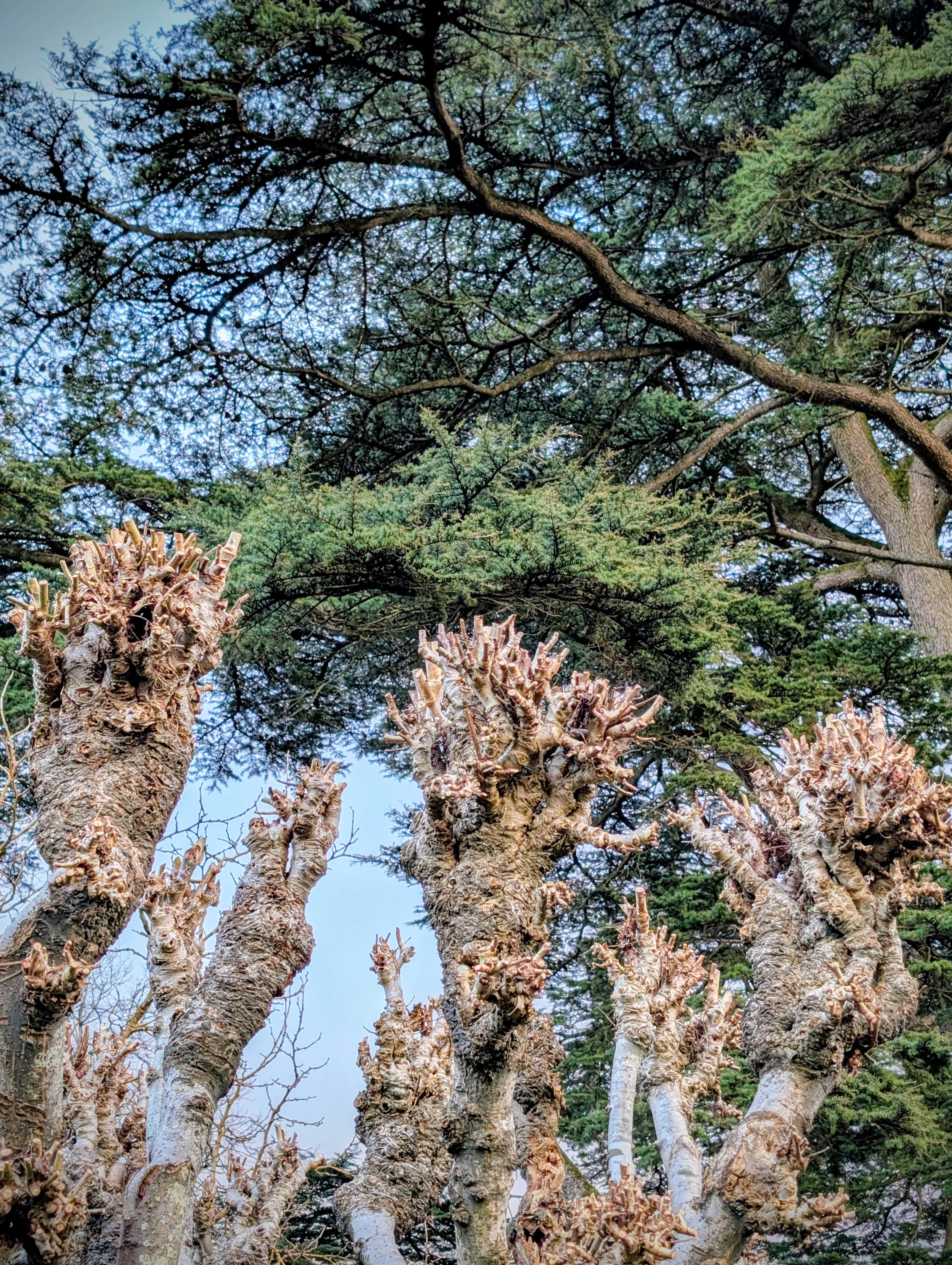 Coed leim wedi polardio 