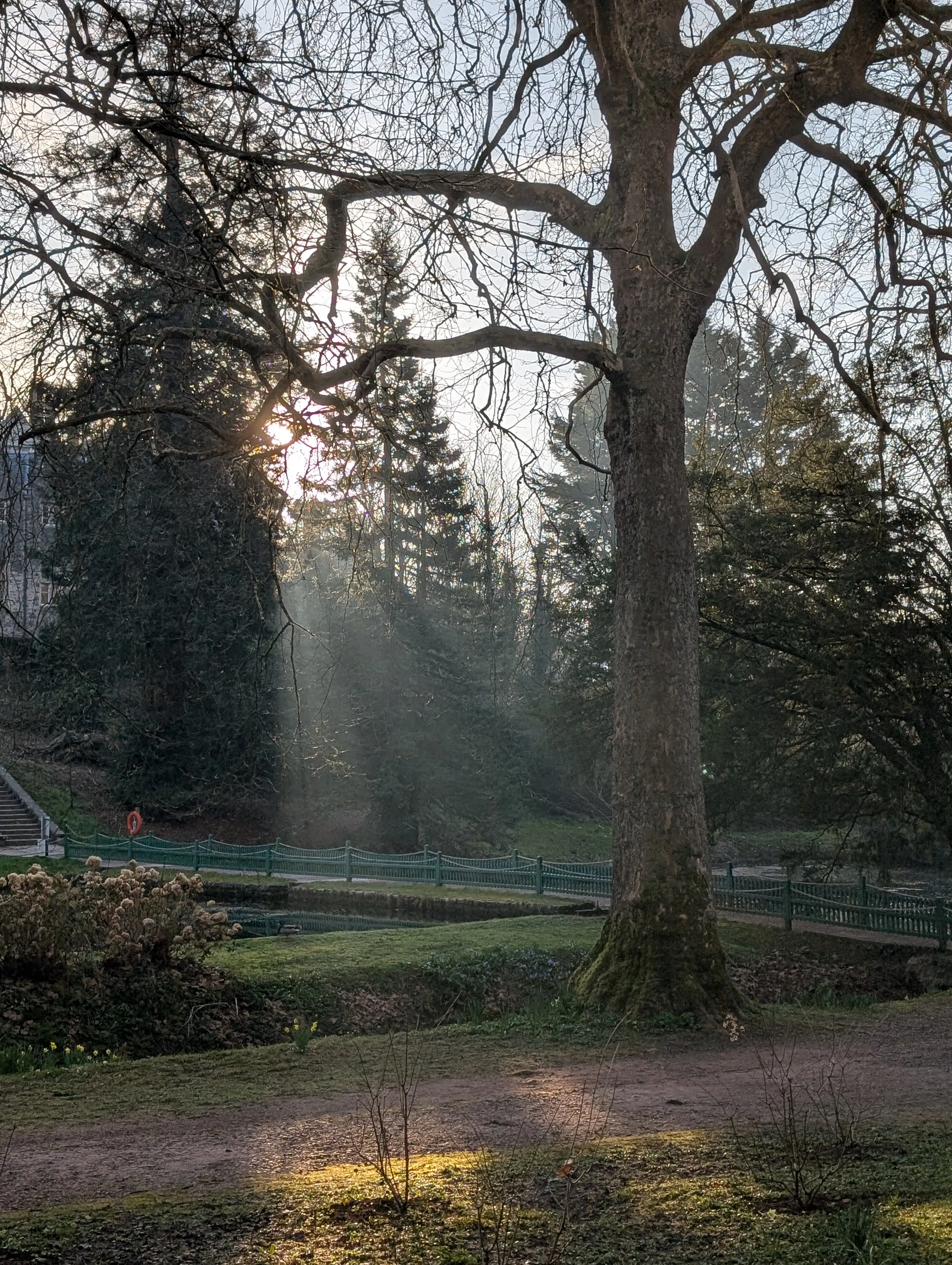 Golau'r gaeaf yn dod trwy'r coed ger y llyn 