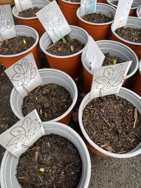 Planhigion Gavinburn Primary School yn Tyfu