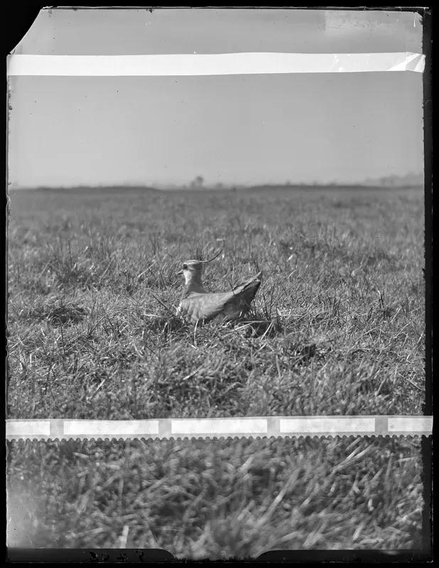 Cornchwiglen benywaidd - casgliad Morrey Salmon