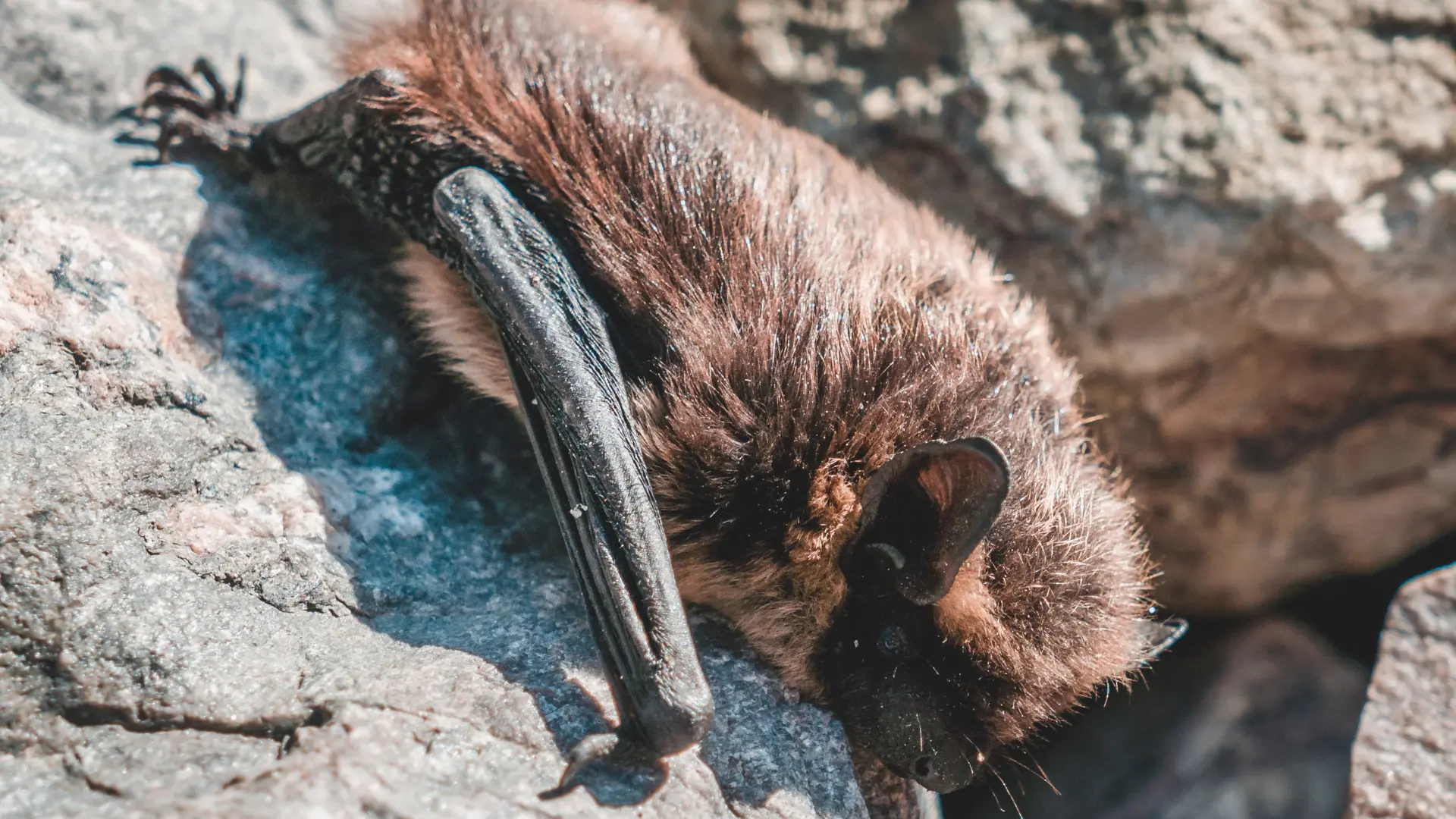 LLun o ystlym ar garreg