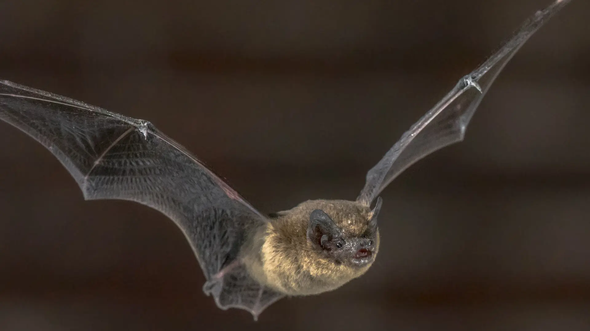 Ystlym yn hongian yn ei gartref