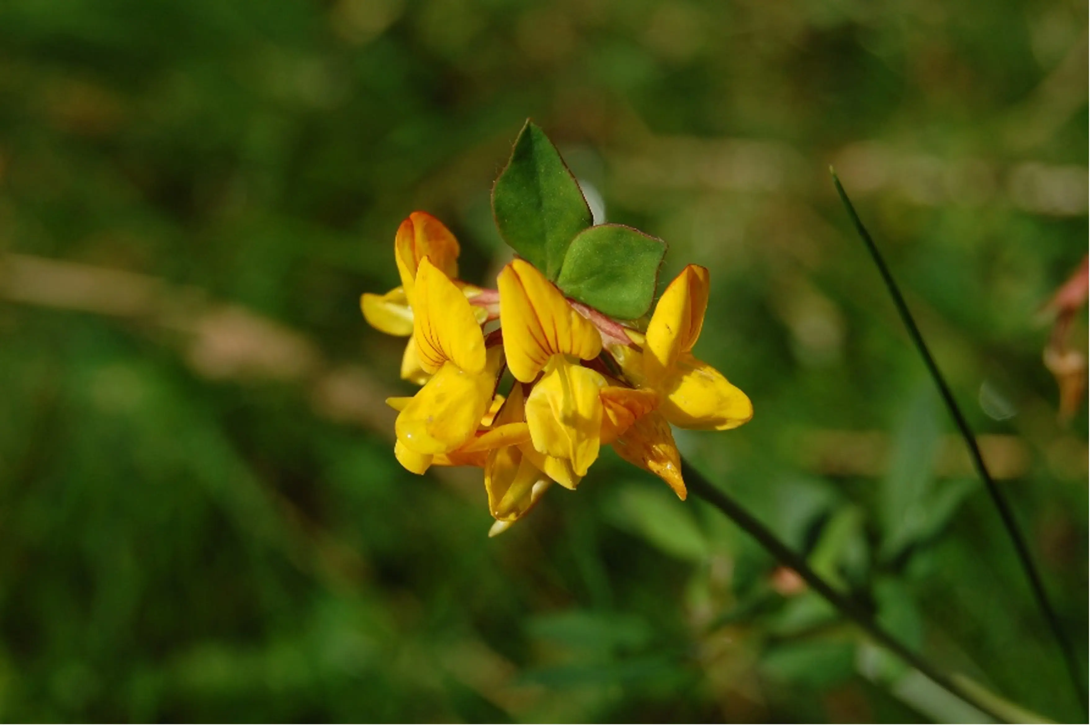 Pysen-y-ceirw