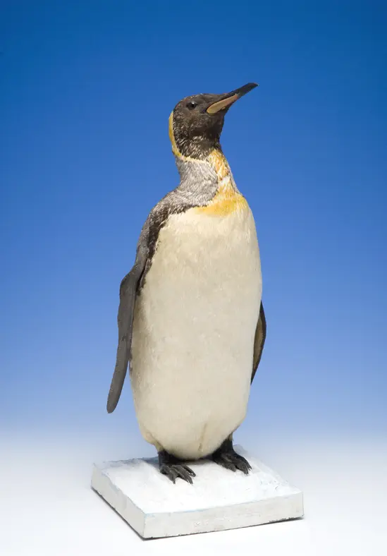 King Penguin