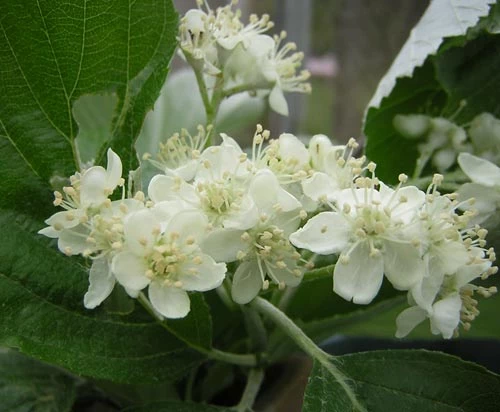 Cerddinen Coed Leigh