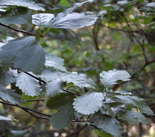 Cerddinen Maura Scannell